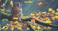 1997 Owls